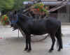 Ppito.jpg (633175 octets)